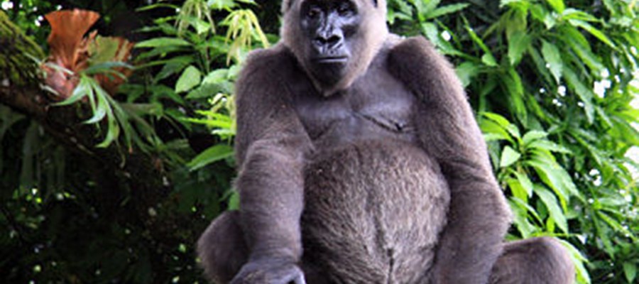 Cross River gorilla. ©Arend de Haas, African Conservation Foundation